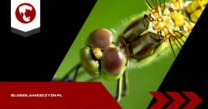 Co to są oczy ważki